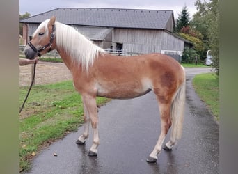 Haflinger, Sto, 2 år, fux