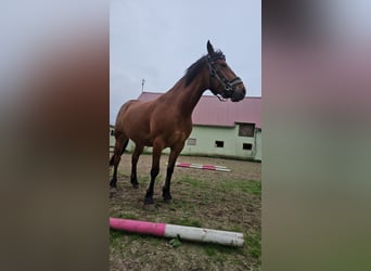 Haflinger Blandning, Sto, 3 år, 138 cm, Brun