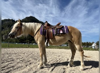 Haflinger, Sto, 3 år, 144 cm, Palomino