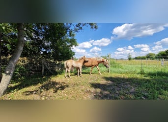 Haflinger, Sto, 3 år, 145 cm, fux