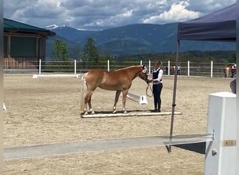 Haflinger, Sto, 3 år, 145 cm, Fux