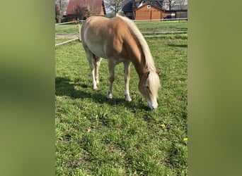 Haflinger, Sto, 3 år, 146 cm, Palomino