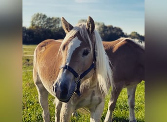 Haflinger, Sto, 3 år, 150 cm, fux