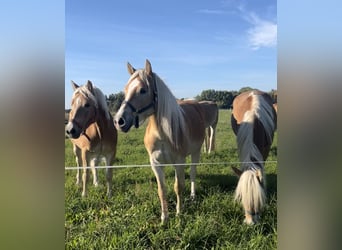 Haflinger, Sto, 3 år, 150 cm, fux