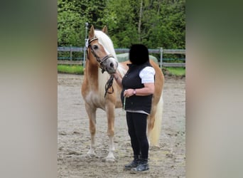 Haflinger, Sto, 3 år, 151 cm, fux