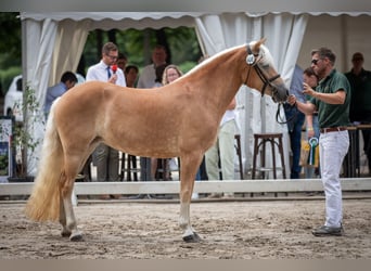 Haflinger, Sto, 4 år, 148 cm, fux