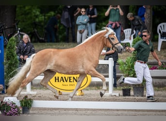 Haflinger, Sto, 4 år, 148 cm, fux