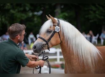 Haflinger, Sto, 4 år, 148 cm, fux