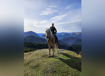 Haflinger, Sto, 4 år, 150 cm, Champagne