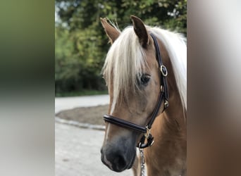 Haflinger, Sto, 4 år, 157 cm, fux