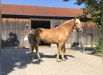 Haflinger, Sto, 4 år, 157 cm, fux