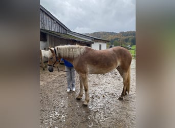 Haflinger, Sto, 4 år, 160 cm, Ljusbrun