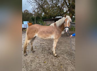 Haflinger, Sto, 4 år, 160 cm, Ljusbrun