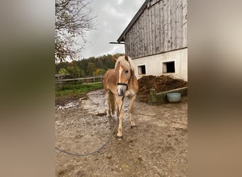 Haflinger, Sto, 4 år, 160 cm, Ljusbrun