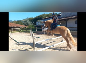 Haflinger, Sto, 5 år, 138 cm, Palomino