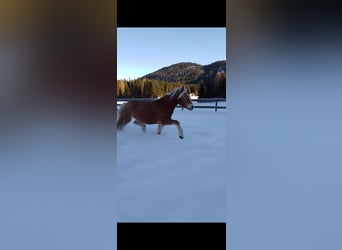 Haflinger, Sto, 5 år, 149 cm, fux