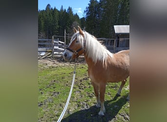 Haflinger, Sto, 5 år, 149 cm, fux