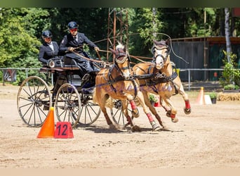 Haflinger, Sto, 5 år, 151 cm, fux