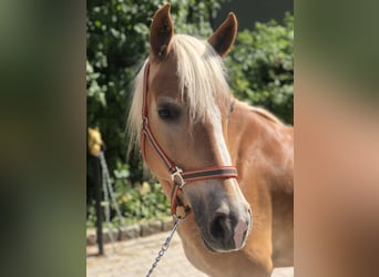 Haflinger, Sto, 6 år, 147 cm, fux