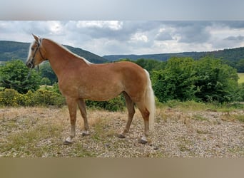 Haflinger, Sto, 6 år, 152 cm, fux