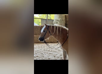 Haflinger, Sto, 6 år, 154 cm, Champagne