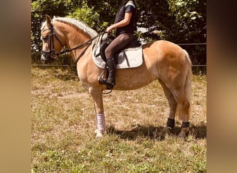 Haflinger, Sto, 6 år