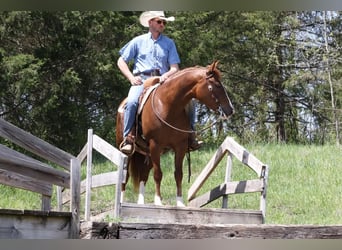 Haflinger Blandning, Sto, 6 år, Fux