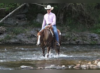 Haflinger Blandning, Sto, 6 år, Fux