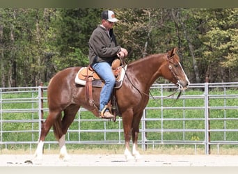 Haflinger Blandning, Sto, 6 år, Fux
