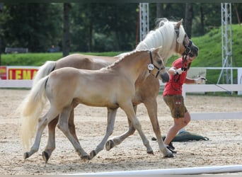 Haflinger, Sto, 7 år, 146 cm