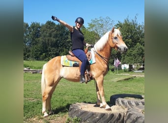 Haflinger, Sto, 7 år, 152 cm, fux