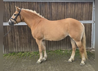 Haflinger, Stute, 8 Jahre, 148 cm, Fuchs