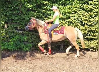 Haflinger, Sto, 8 år, 150 cm, fux
