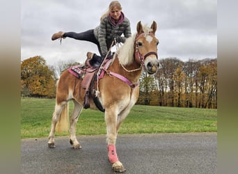 Haflinger, Sto, 9 år, 150 cm, fux