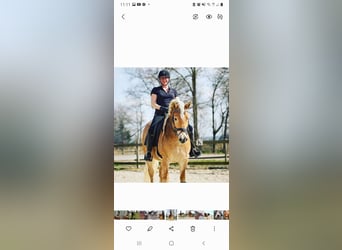 Haflinger, Sto, 9 år, 151 cm, fux