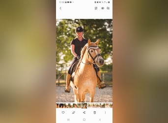 Haflinger, Sto, 9 år, 151 cm, fux