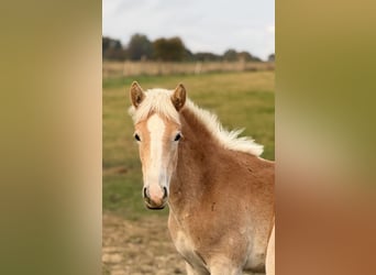 Haflinger, Stute, Fohlen (04/2024), 154 cm, Fuchs