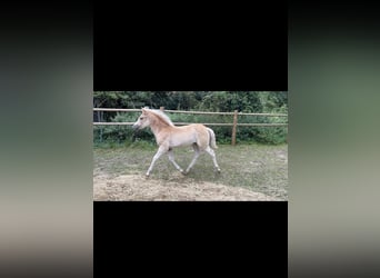 Haflinger, Sto, Föl (05/2023), fux