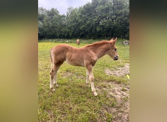 Haflinger Blandning, Sto, Föl (04/2024), Palomino