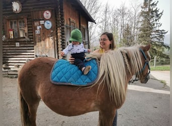 Haflinger Mix, Stute, 10 Jahre, 135 cm, Fuchs
