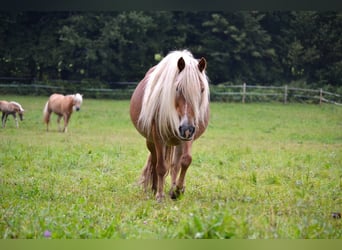 Haflinger Mix, Stute, 10 Jahre, 135 cm, Fuchs