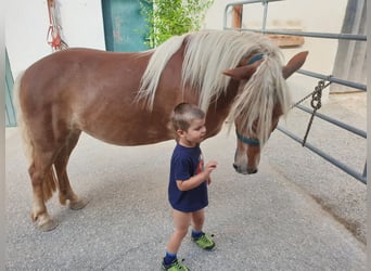 Haflinger Mix, Stute, 10 Jahre, 135 cm, Fuchs