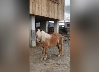 Haflinger Mix, Stute, 10 Jahre, 135 cm, Fuchs