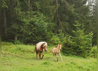 Haflinger Mix, Stute, 10 Jahre, 135 cm, Fuchs