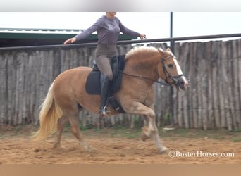 Haflinger, Stute, 10 Jahre, 142 cm, Dunkelfuchs