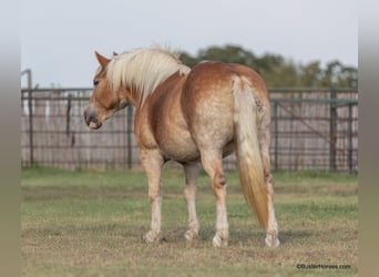 Haflinger, Stute, 10 Jahre, 142 cm, Dunkelfuchs