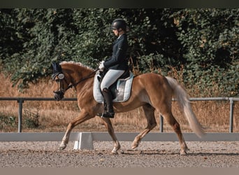 Haflinger, Stute, 10 Jahre, 145 cm, Fuchs