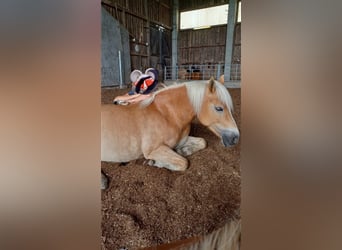 Haflinger, Stute, 10 Jahre, 145 cm, Fuchs