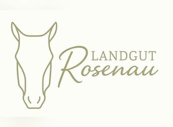 Haflinger, Stute, 10 Jahre, 145 cm, Fuchs