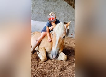 Haflinger, Stute, 10 Jahre, 145 cm, Fuchs